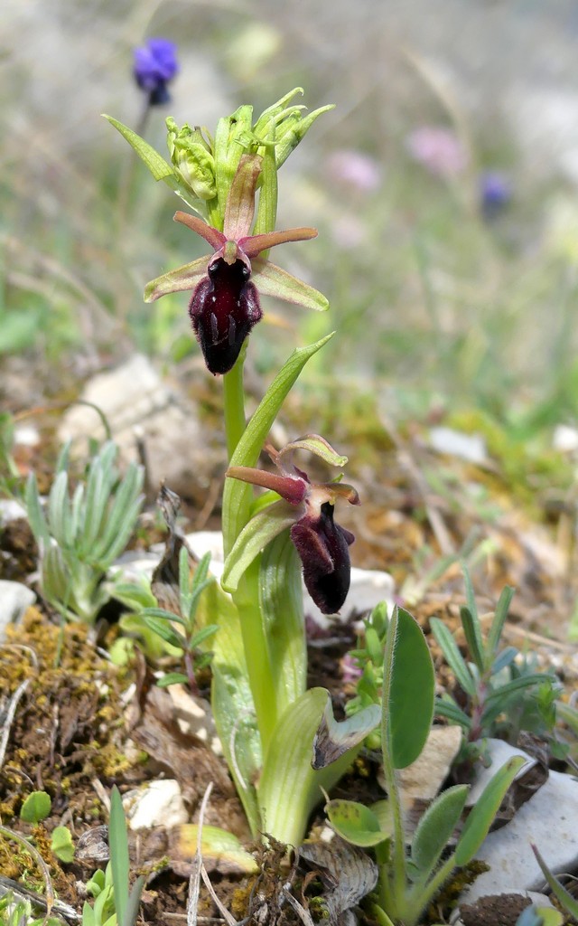 Ophrys promontorii : Abruzzo e Lazio 2019